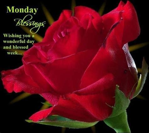 20 Monday Morning Quotes And Blessings Red Roses Rose Single Red Rose