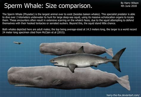 — differences between sizes and variants. Which would win in a fight, a sperm whale or a megalodon ...