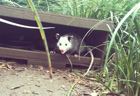 Do Opossums Burrow Under Houses Wildlife Troopers