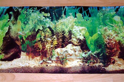 50 Free Fish Tank Wallpapers Wallpapersafari