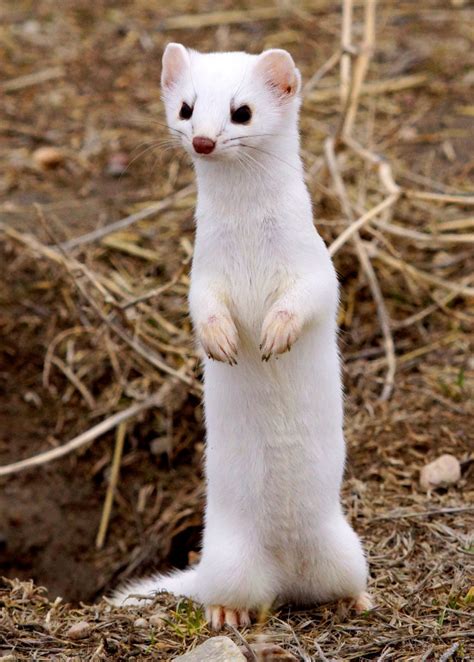Americas Great Outdoors This Cute Little Guy Is A Long Tailed Weasel