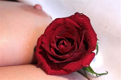 Nipple Breast Rose Free Photo On Pixabay