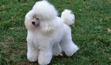 √Anjing Pudel: Pakan, Jenis, Ciri-ciri dan Cara Merawatnya