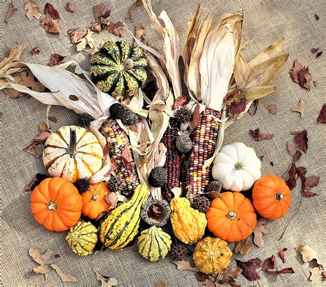 Fall Harvest Free Stock Photo Public Domain Pictures