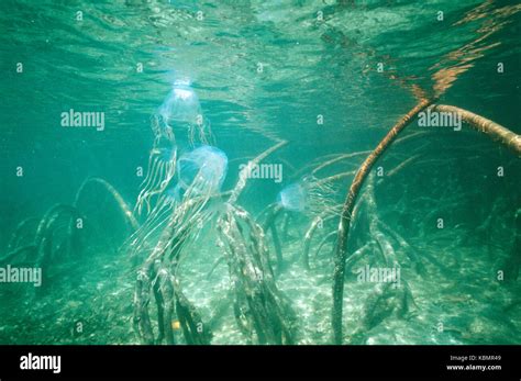 Chironex Fleckeri Sea Wasp Hi Res Stock Photography And Images Alamy