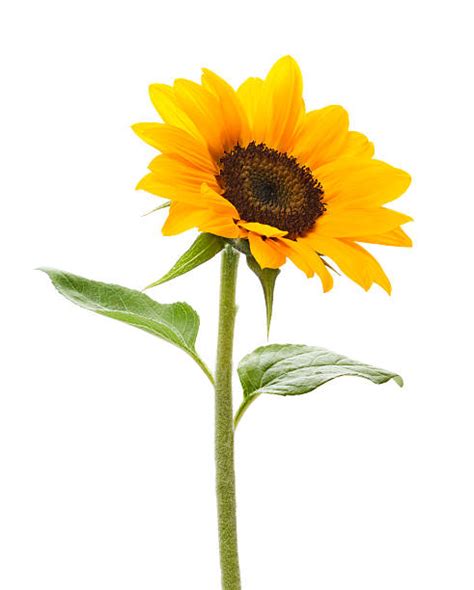 47200 Single Sunflower Stock Photos Pictures And Royalty Free Images