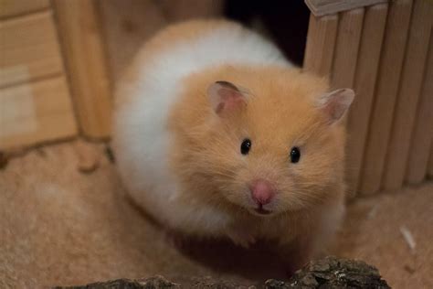 Hamsters Pair Hamster Breeds Pet Mice Cute Hamsters