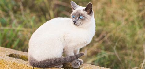 Can Siamese Cats Have Stripes Cat Care World
