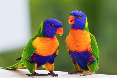 Rainbow Lorikeet Australian Parotts Australia Photo 32220351 Fanpop