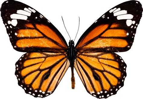 Maybe you would like to learn more about one of these? Butterfly PNG image