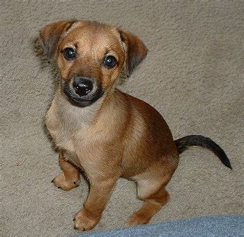They both have completely different personalities. Rat-cha (Rat Terrier X Chihuahua Mix) Info, Temperament ...