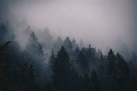 37 Foggy Forest Wallpapers On Wallpapersafari