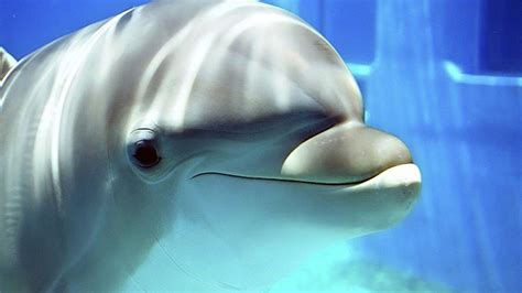 We have a massive amount of desktop and mobile backgrounds. Cute Dolphin Wallpapers - Wallpaper Cave