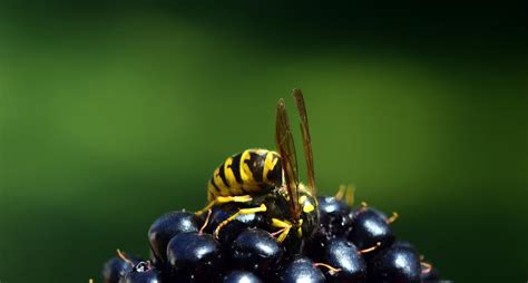 Come Tenere Lontane Le Vespe Dagli Alberi Da Frutto Greenstyle