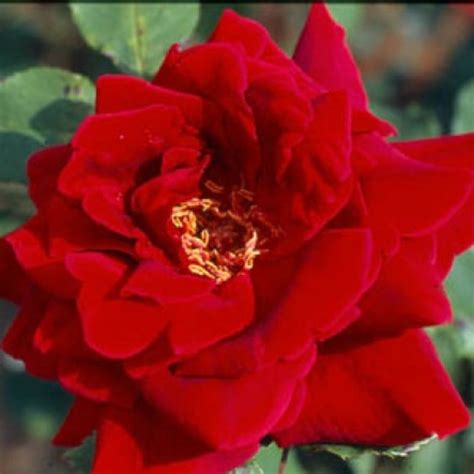 Crimson Glory Rose Rot 06 M X 06 M Wilhelm Jh Kordes Ii 1935