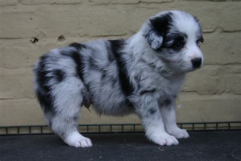 Blue Merle Border Collies Picture Dog Breeders Guide