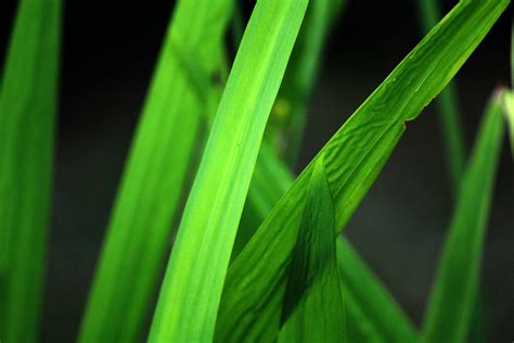 Grass Leaves Free Stock Photo Public Domain Pictures