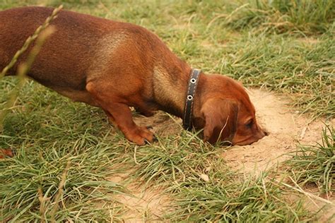 Are Dachshunds Still Used For Hunting Dachshund Station
