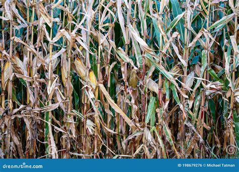 Close Up Of Wisconsin Field Corn In October Ready For Harvest Stock