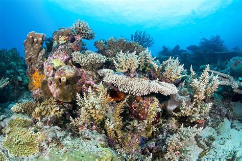 Rainbow Reef Diving Underwater Photography Underwater Photography