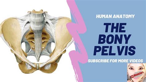 Human Anatomy The Bony Pelvis Youtube