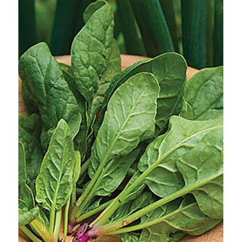 Burpee Salad Sensation Hybrid Spinach Seed Pack 51529 Goods Store Online