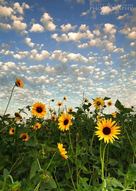 Kansas Sunflowers Sunflower Fields Enjoy Nature Nature