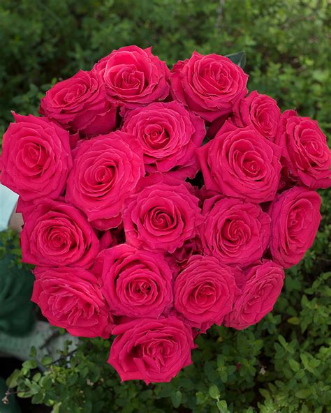 Full Monty Hot Pink Rose Rosas Del Corazón