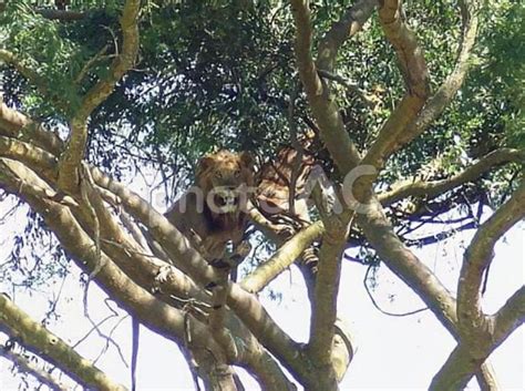 ウガンダのクイーンエリザベス国立公園でのドライブサファリで見た木登りライオン no 4977800｜写真素材なら「写真ac」無料（フリー）ダウンロードok