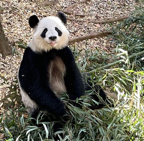 Panda Updates Monday November 28 Zoo Atlanta