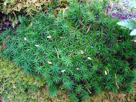 Common Haircap Moss Polytrichum © Ceridwen Geograph Britain And