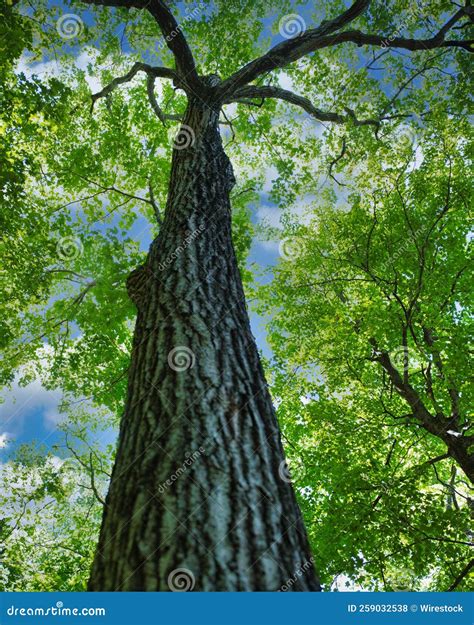 Low Angle Shot Of The High Tree Stock Photo Image Of Woods Summer