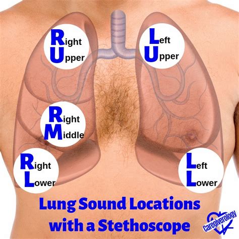 How To Use A Stethoscope Caregiverology Lung Sounds Nursing School
