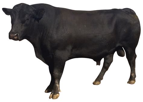 Bull Png Image For Free Download