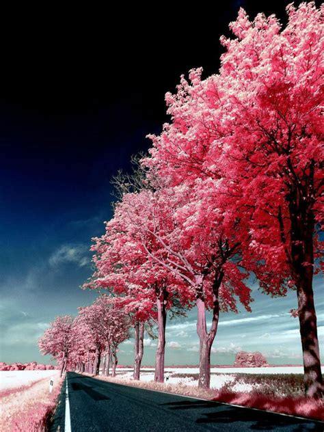 Free Download Roadside Pink Trees Wallpaper Nature Wallpapers 29447