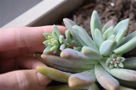 How To Grow Succulents Two Techniques To Propagate Your Own Succulents