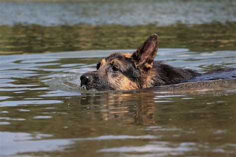 German Shepherd Swims In The Water Stock Photo Image Of Cute Lake