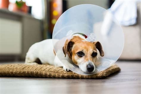 How Long For Female Dog To Recover From Spaying