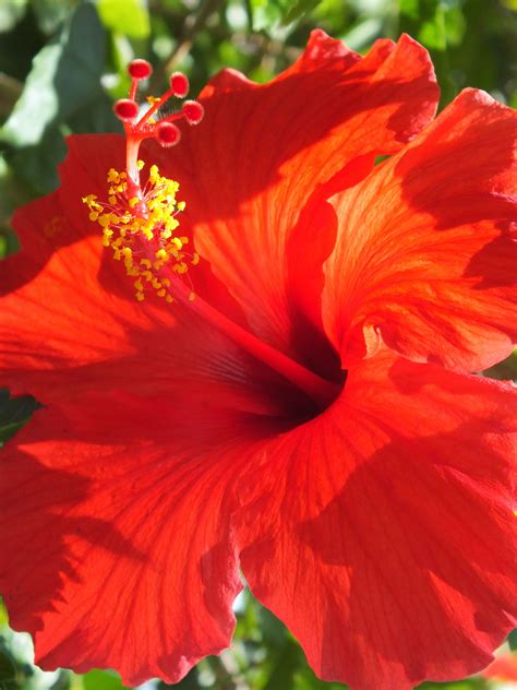 Red Hybiscus Hibiscus Plant Amazing Flowers Beautiful Flowers