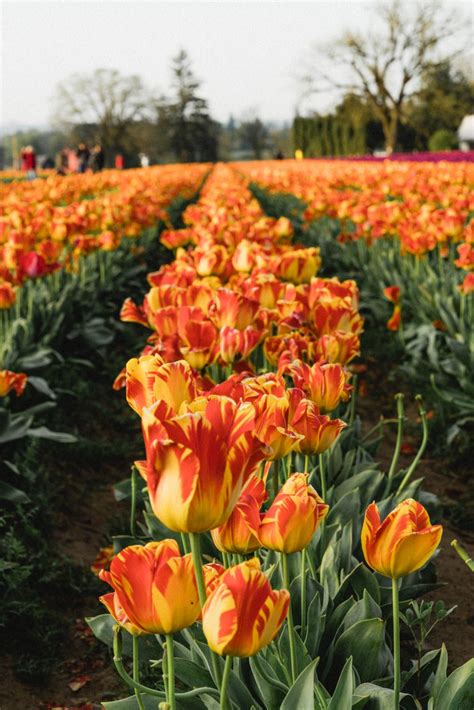 Maybe you would like to learn more about one of these? A Portland, Oregon Day Trip to Wooden Shoe Tulip Festival ...