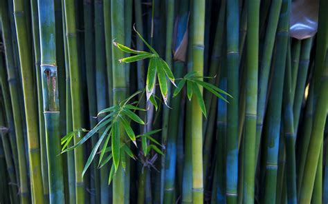 Green Bamboo Wallpapers Wallpaper Cave
