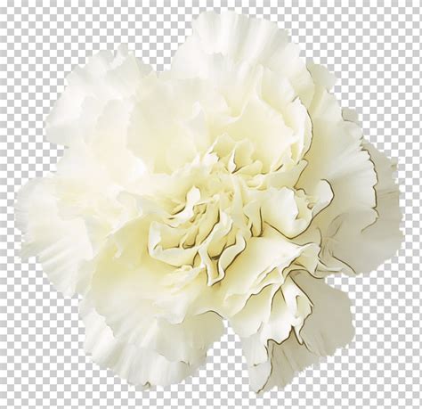 수채화 페인트 습식 잉크 일반적인 모란 카네이션 중국 모란 흰 꽃 컷 꽃 꽃잎 식물 Png Klipartz