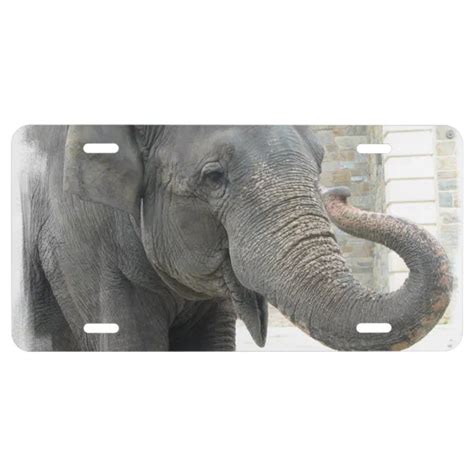Trumpeting Elephant License Plate Zazzle