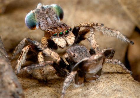 Incredibly Detailed Photos Of Australian Peacock Spider Business Insider