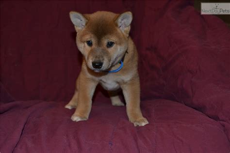 We did not find results for: Shiba Inu puppy for sale near Madison, Wisconsin | af3509a5-fcb1