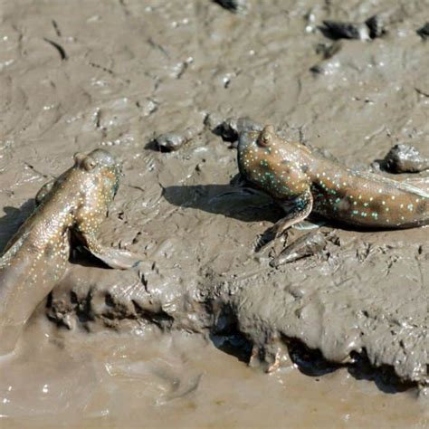 Mudskippers The Fish That Walk On Land