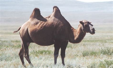 Wild Bactrian Camel Camelus Ferus Facts About Animals