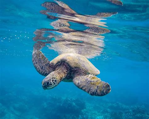 Here are the brands to know. What Is The Best Reef Safe Sunscreen Brands For Your ...