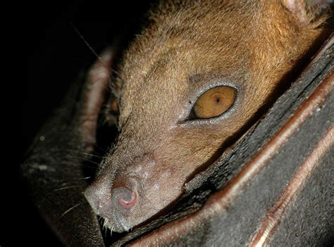 Lesser Short Nosed Fruit Bat Cynopterus Brachyotis
