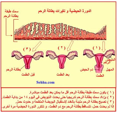 نزول بطانة الرحم